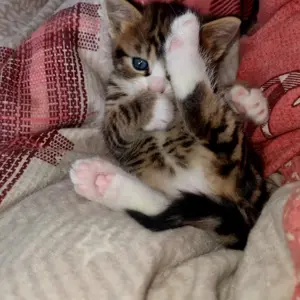 Main Coon Kitten Mix Bild 2