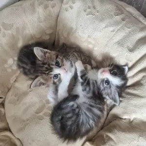 Main Coon Kitten Mix Bild 6