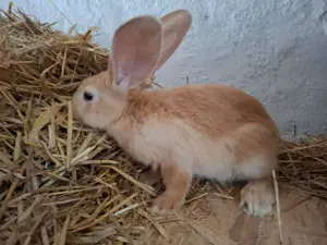 Hasen   Kaninchen Deutsche Riesen weisohr 