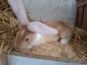 Hasen   Kaninchen Deutsche Riesen weisohr 