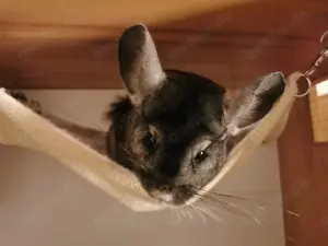 Chinchilla Bock sucht neues Zuhause