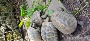 Griechische Landschildkröte abzugeben