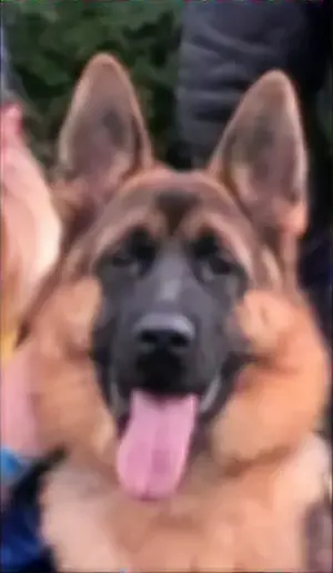 Temperament Hündin 