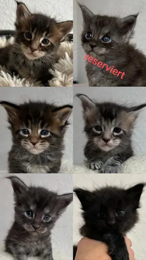 Sanfte Riesenbabys 