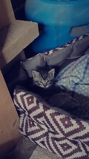 Vier kleine Kitten ab 12.7. abzugeben 