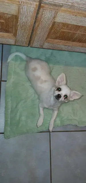 Ein Traum-Charakter Chihuahua-Welpe***Rüde