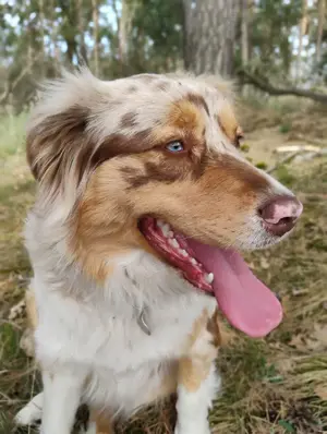 Aussie Welpen suchen ein neues Zuhause