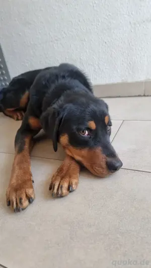Rottweiler-Appenzeller Mix 