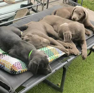 Reinrassige Labrador 