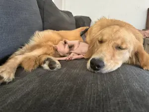 Golden Retriever Welpe