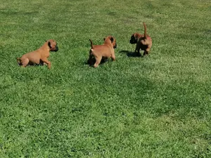Boxer- Welpen
