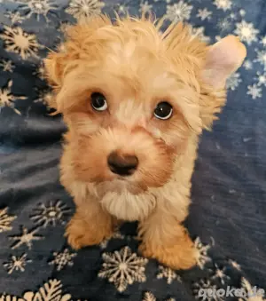  Benny  Yorkshire Terrier 