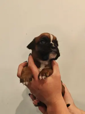 Deutscher Boxer