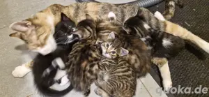5 kleine bunte Katzenbabys 