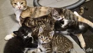 5 kleine bunte Katzenbabys  Bild 2