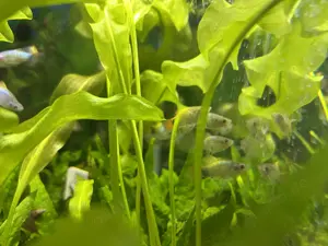 Aquarium Fisch; Platy Blue Butterfly Moon   ab 3,50 