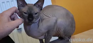 junger unkastrierter Sphynx Kater 