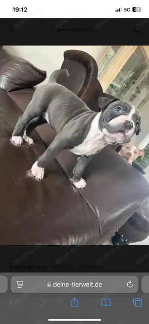 American Bully Welpen 