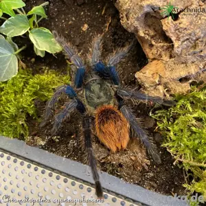 Wir bieten div. Vogelspinnen & Mehr! Wirbellose, Phasmiden, Asseln, Terraristik, Terrarien