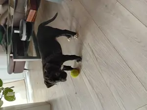American Bully Welpen 