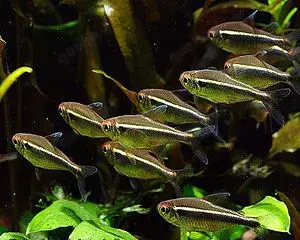 Aquarium Fisch; Schwarzer Neon - Hyphessobrycon herbertaxelrodi