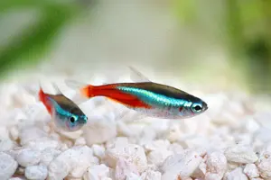 Aquarium Fisch; Neonsalmler   Neon-Tetra (Paracheirodon innesi)