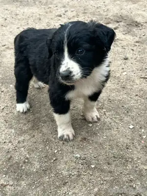 Australien Shepherd, Bernhardiner Labrador Mix Welpen suchen ihre Familie :) Bild 6