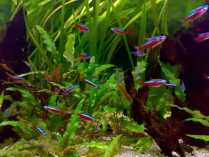 Aquarium Fisch; Roter Neon (Paracheirodon axelrodi)ab 1,25    Stk