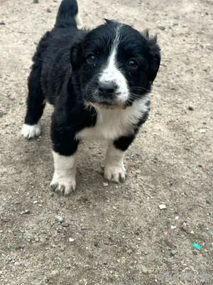 Australien Shepherd, Bernhardiner Labrador Mix Welpen suchen ihre Familie :) Bild 1
