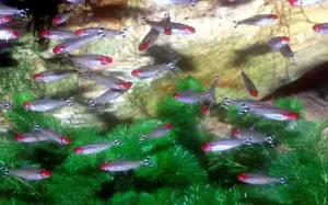 Aquarium Fisch; Rotkopfsalmler (Hemigrammus bleheri) *TOP*