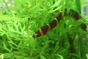 Aquarium Fisch; Dornauge (Acanthophthalmus kuhlii) 2,50    Stk