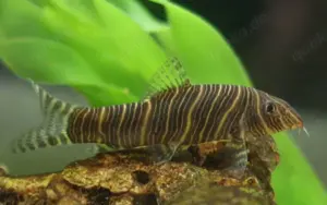 Aquarium Fisch; Zebra-Prachtschmerle (Botia striata)