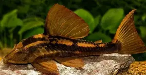Aquarium Fisch; Red Fin Bruno Wels - Cochliodonwels *TOP*