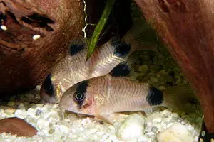 Aquarium Fisch; Panzerwels Panda (corydoras panda) 4,50    Stk