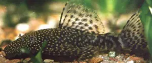 Aquarium Fisch; Antennenwels (Ancistrus sp.) ab 1,- 