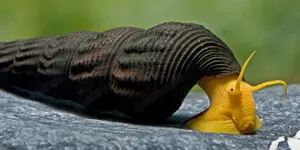 Aquarium Schnecke; Orangene Felsenschnecke (Orange Tylomelania) *TOP*
