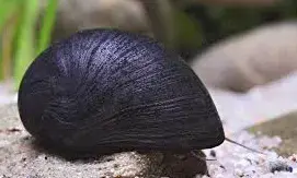 Aquarium Schnecke; Militärhelmschnecke, Napfschnecke, Stahlhelmschnecke (Neritina pulligera)