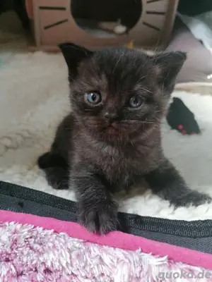 Letzte Bkh-mix Kitte geboren 2.mai 2025 reservierbar