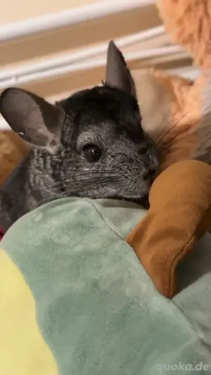 chinchilla