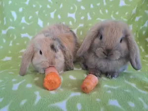 Zwergwidder minilop Zwergkaninchen Pärchen 