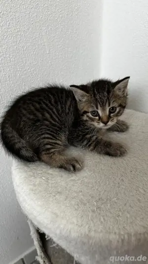 Babykatzen