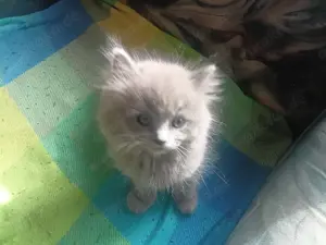 Ragdoll britisch Langhaar