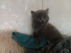 Ragdoll britisch Langhaar Bild 3