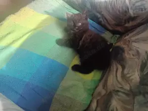 Ragdoll britisch Langhaar Bild 4