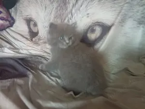 Ragdoll britisch Langhaar Bild 5