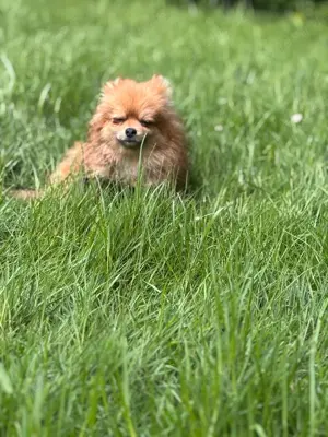 Pomeranian Zwergspitz