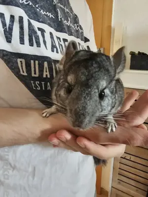 3 Chinchilla Damen