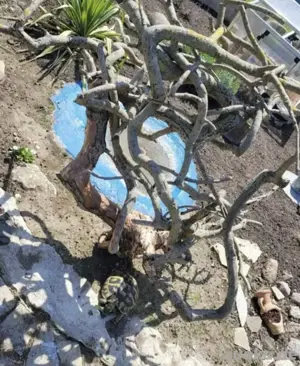 Nachzuchten griechische Landschildkröten 