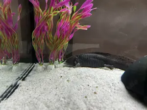 Axolotl Pärchen Wildfarbe