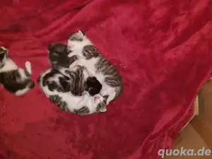 babykätzchen 